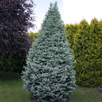      Abies lasiocarpa Compacta